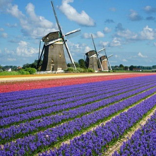 Логотип @dutchexplorer - Dutch Explorer