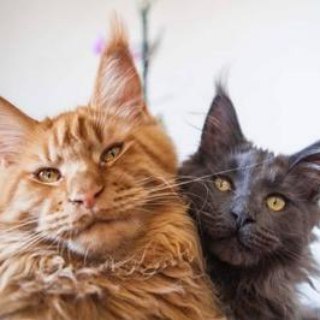 Логотип @dva_kotana - Два котани