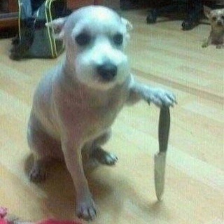 Логотип @dvepkch - Пару пикч в месяц