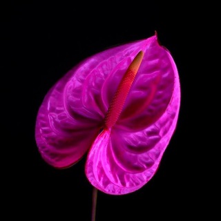 Логотип @dymnaja - ДЫМНАЯ