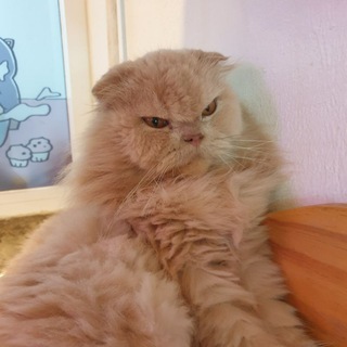 Логотип @dyshara - I HATE FCKN POKER!
