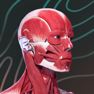 Логотип @easyanatomyapp - Easy Anatomy – приложение по анатомии