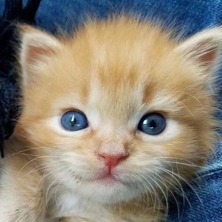 Логотип @easykittycat - котики лёгкого поведения