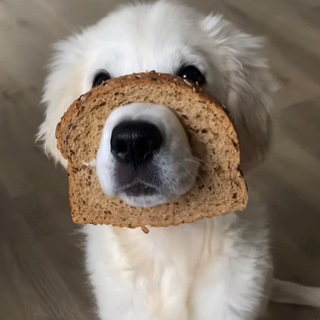 Логотип @eat_its_ok - кушай, никого не слушай