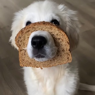 Логотип @eatitsokchat - кушай, никого не слушай chat