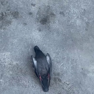 Логотип @ebarsik - Дом Барсика