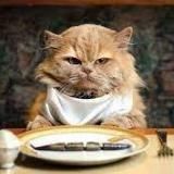 Логотип @echkin_cat - echkin_cat