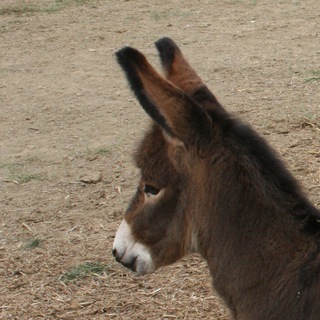 Логотип @ecoloh - Ecoloh news