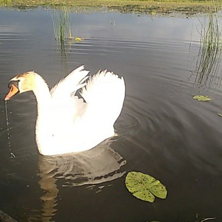 Логотип @ecosouzpskov - Экология по Псковски...