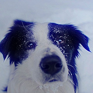 Логотип @edits_animals130 - 𝐒𝐥𝐢𝐯𝐲𝐚𝐬𝐡𝐤𝐢𝐧 𝐯𝐢𝐝𝐞𝐨
