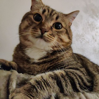 Логотип @edration - єДрать 🇺🇦