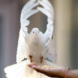 Логотип @efirchat - 🕊 ЭФИР 🕊
