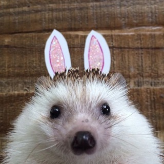 Логотип @egikilo - Ёжик каждому 🦔