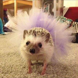 Логотип @ejasy - Ёжасы