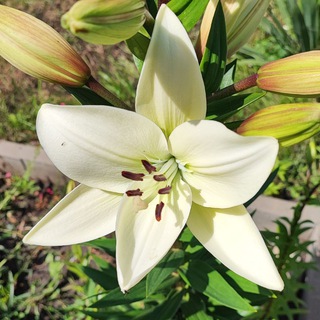 Логотип @ekaterin_nature - Наша загородная жизнь