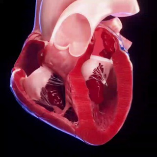 Логотип @ekgxolter - ЭКГ/ХОЛТЕР-ЭКГ/ВЭМ/ЭХОКГ/ECG/ HOLTER ECG