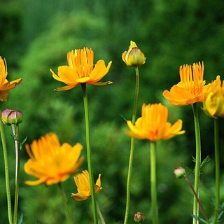 Логотип @ekoprogulki - ЭКОПРОГУЛКИ КРЫМ. ТРАВНИЧЕСТВО.