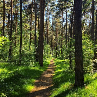 Логотип @ekrutikov_forest - 🌳 В О З Д У Х 🌳 Протвино