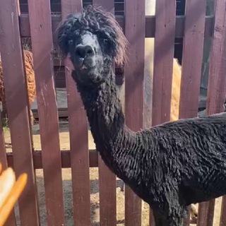 Логотип @ekzootikpark - Экзотик Парк