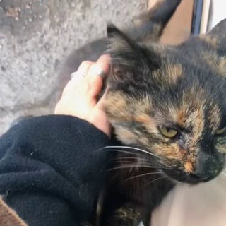 Логотип @el_cats - Хутряний канал