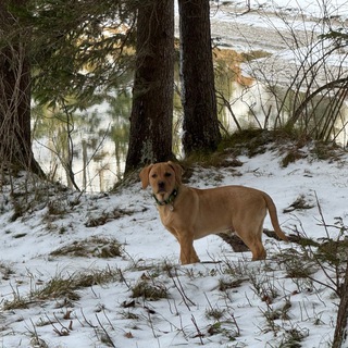 Логотип @el_tiran - El Tiran Medien