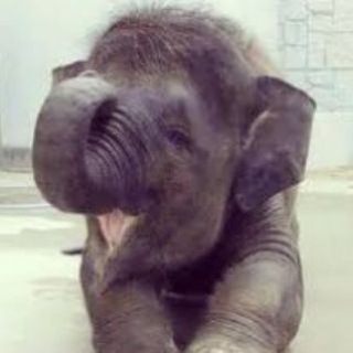 Логотип @eleffun - Слоники 🐘🐘🐘