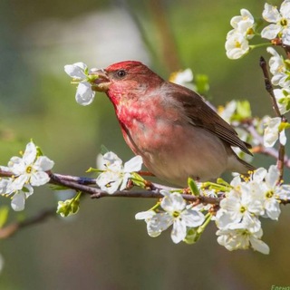 Логотип @elenashvydun - Птицы Куркино и не только