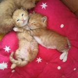 Логотип @elewenchat - Олимп