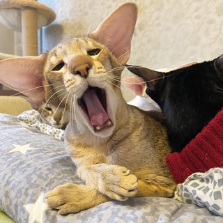 Логотип @elforiacattery_ru - Elforia cattery