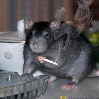 Логотип @ellanri - Эля и её шиза