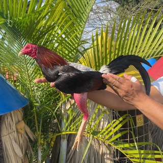 Логотип @elsellodelosgallosfinos - HACIENDA SARITA✍