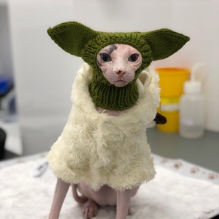 Логотип @elysium_sphynx_cattery - Elysium Sphynx Cattery