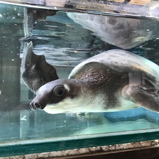 Логотип @emigramm - Эмиграм 🇺🇦