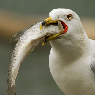 Логотип @emkakptichka - Ем Как Птичка🐥