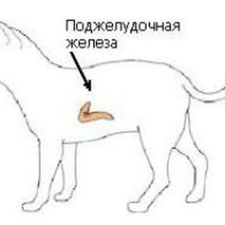 Логотип @endocrinologlove - Эндокринология чат | Endocrinology