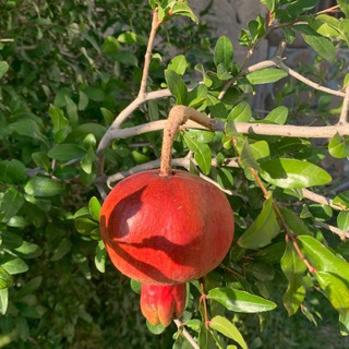 Логотип @energystrategynataliagrib - Энергетические стратегии