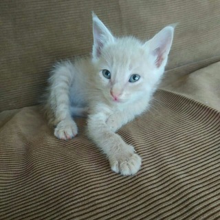 Логотип @englishchattingwithus - INSANE GROUP💔