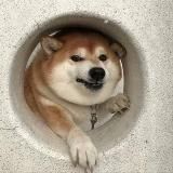 Логотип @englishmeme - Английские мемы 🔞 перевод