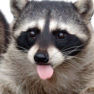 Логотип @enot_vibe - Ëнот Vibe 😝