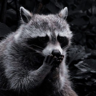 Логотип @enotikki1 - Еноты | Енотики