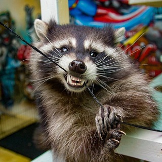 Логотип @enotypox - ЕНОТ 🦝 18+