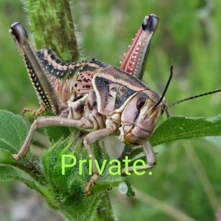 Логотип @entoprivate - Энтомологическая лаборатория (Private).