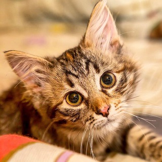 Логотип @entropy_the_cat - Entropy The Cat