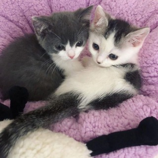 Логотип @enywansh - Lovepills 𝜗℘