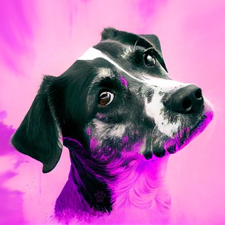 Логотип @epidog - Эпилепсия у собаки глазами владельца