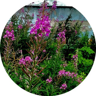 Логотип @epilobium - Кипрей