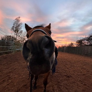 Логотип @eque_girls - 𝑬𝒒𝒖𝒆𝒔𝒕𝒓𝒊𝒂𝒏 𝑾𝒊𝒏𝒅🤍