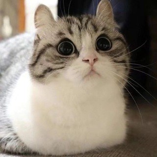 Логотип @erkoshacheats - ErkoshaChannel Erkosha Channel ErkTap ErkoshaTap StandKnife Cheat Soft