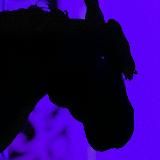 Логотип @erroryesme - культ чивы