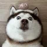 Логотип @ersao6 - ASMR|耳骚|颅内高潮|娇喘